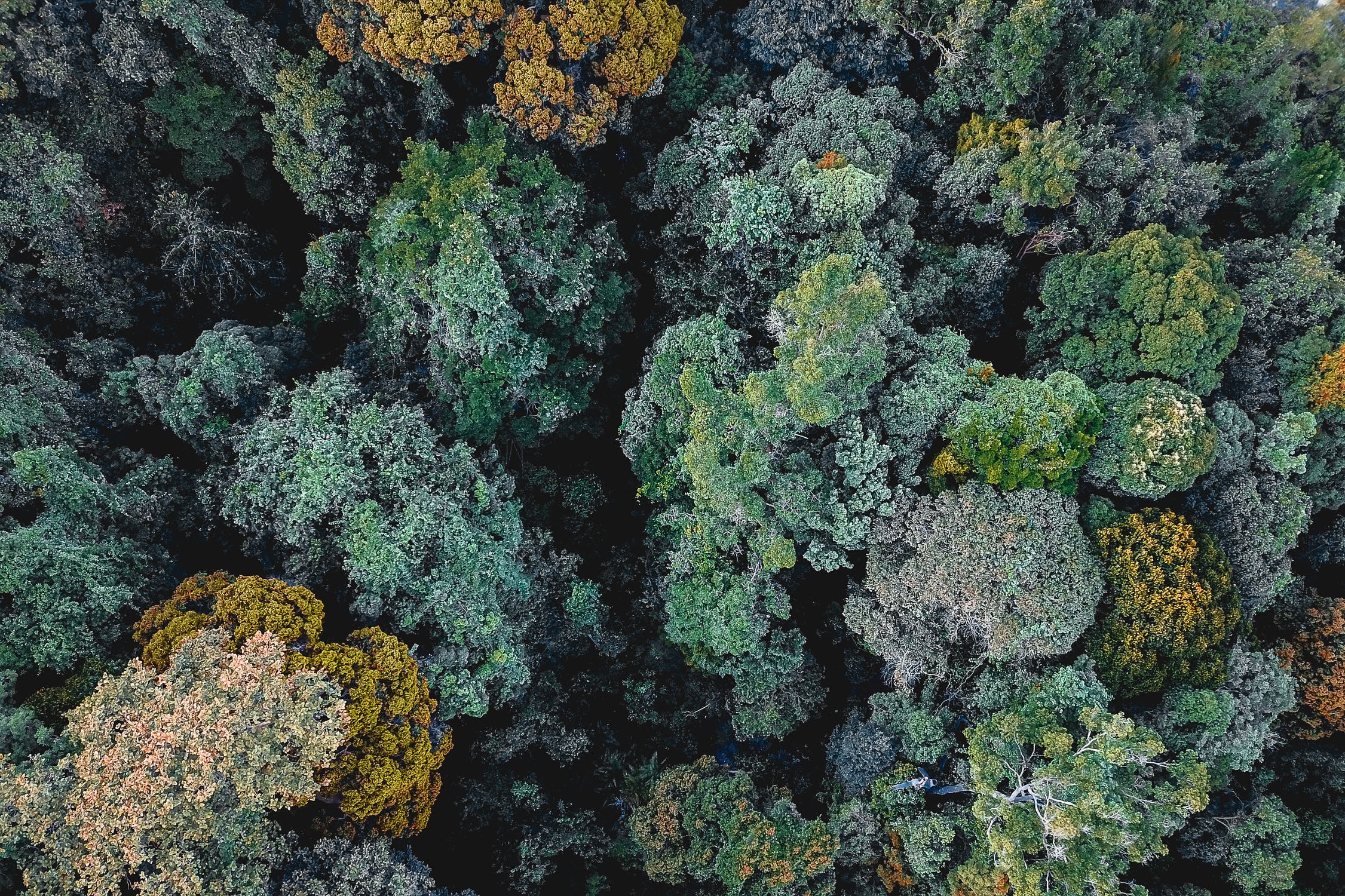 Was Sie tun können, um Wälder zu retten